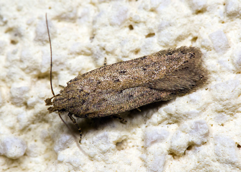 Gelechiidae